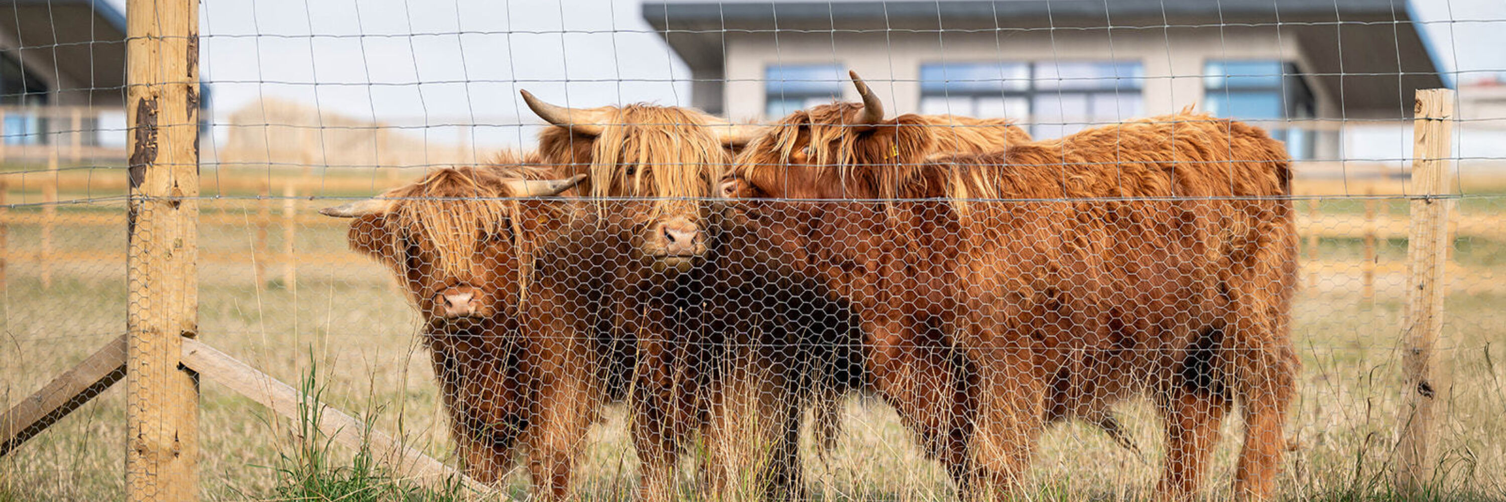 Highland cows