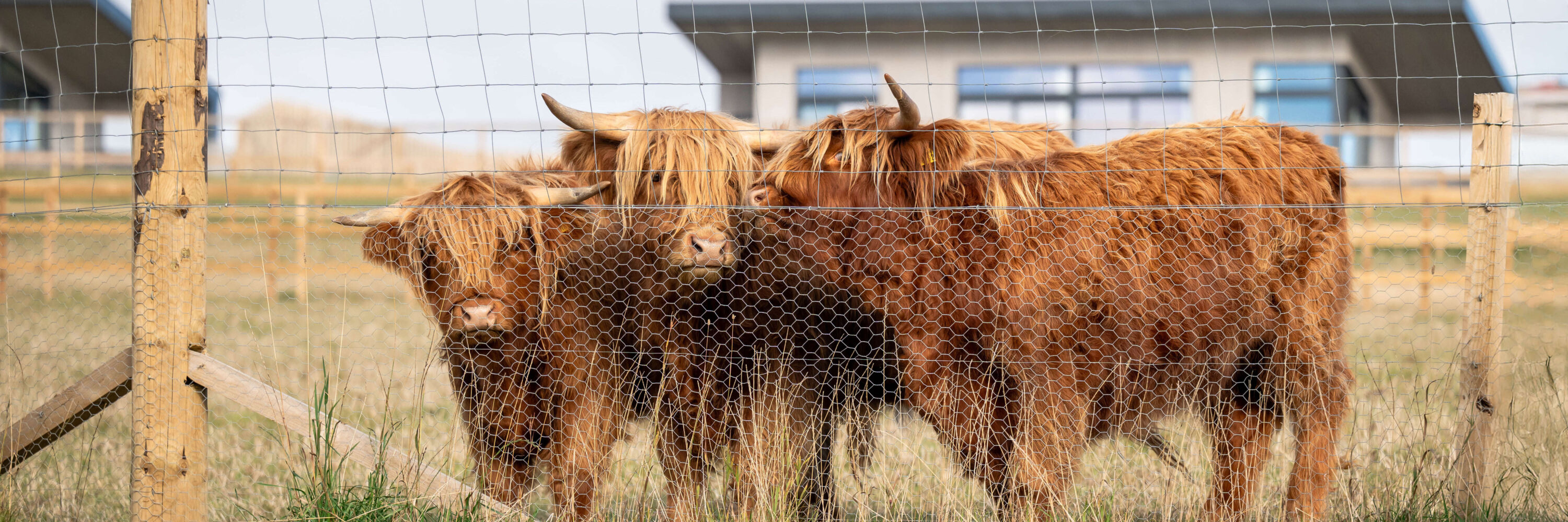 Highland cows