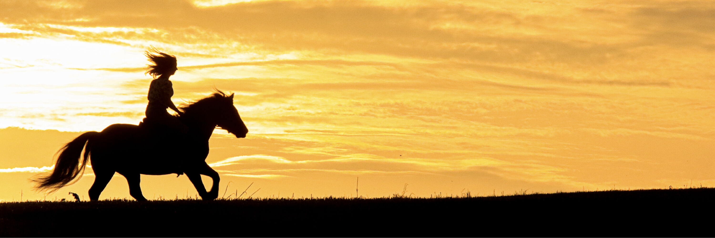 Horse holidays banner