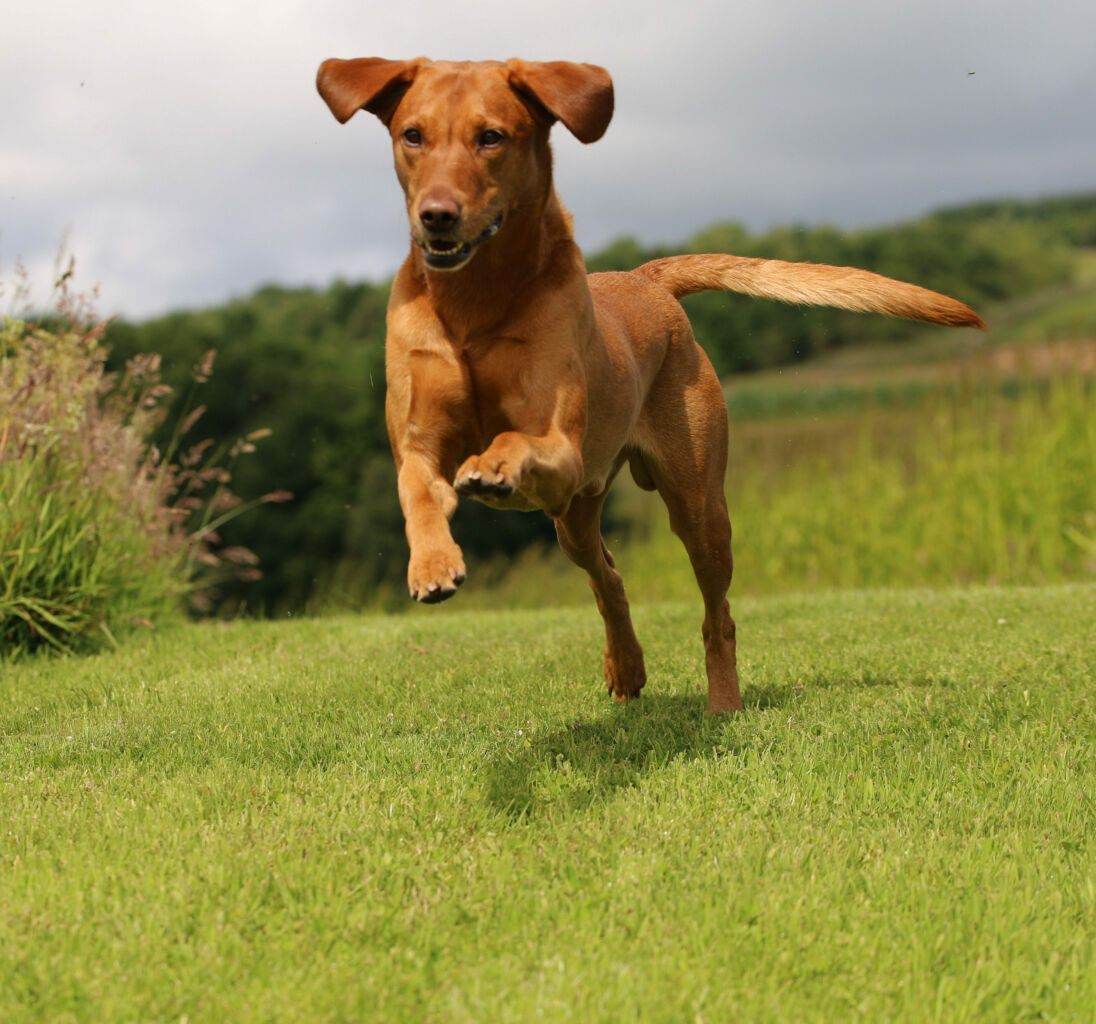 Fox Red Labrador running down a grass bank with ears pricked and tail wagging