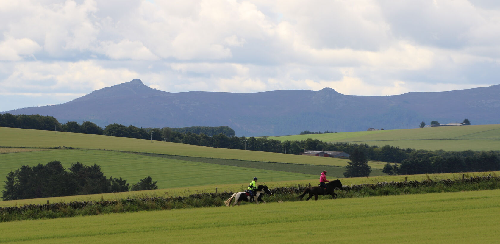 Horses galloping up a hill with Bennachie in the background